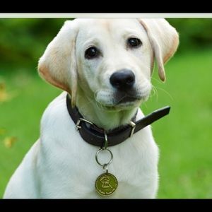 Meet your Posher, Colt